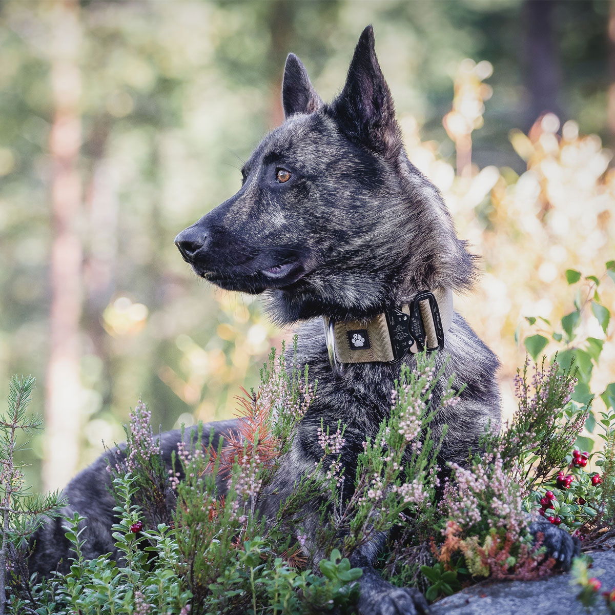 Salmiakkitassu Cobra-kaulapanta 50 mm, oliivi