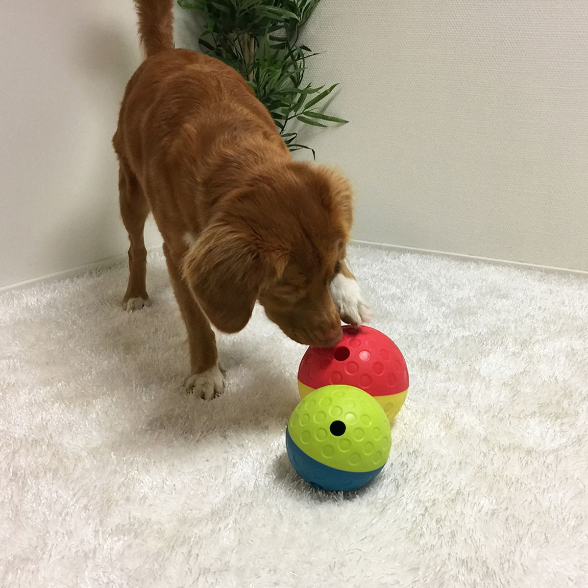 Nina Ottosson Treat Tumble -aktivointilelu sininen S