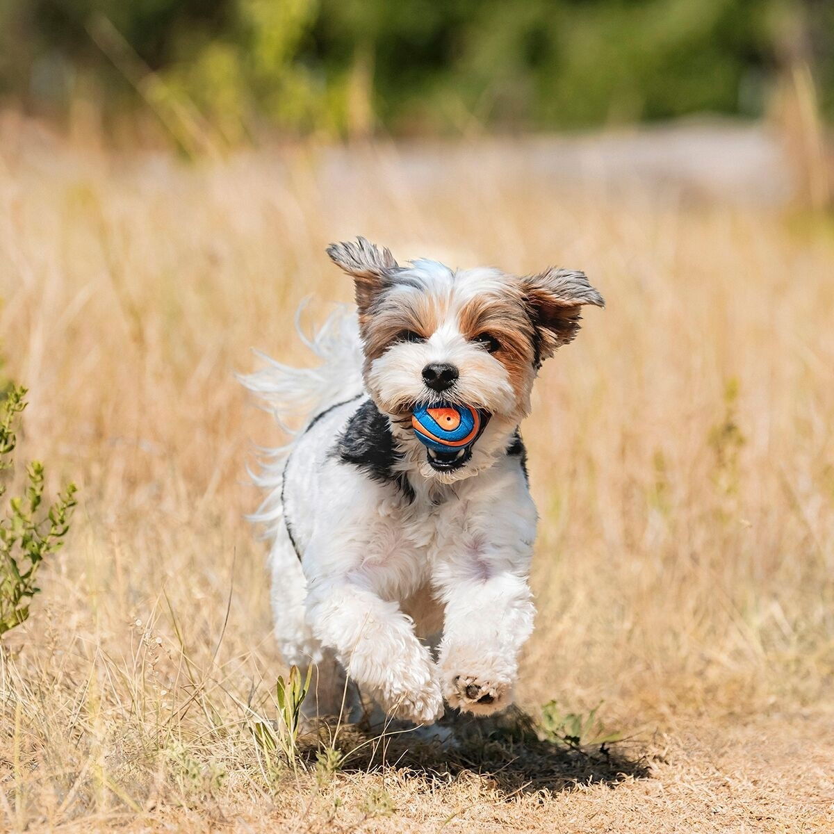 Chuckit ULTRA SQUEAKER BALL 2PK