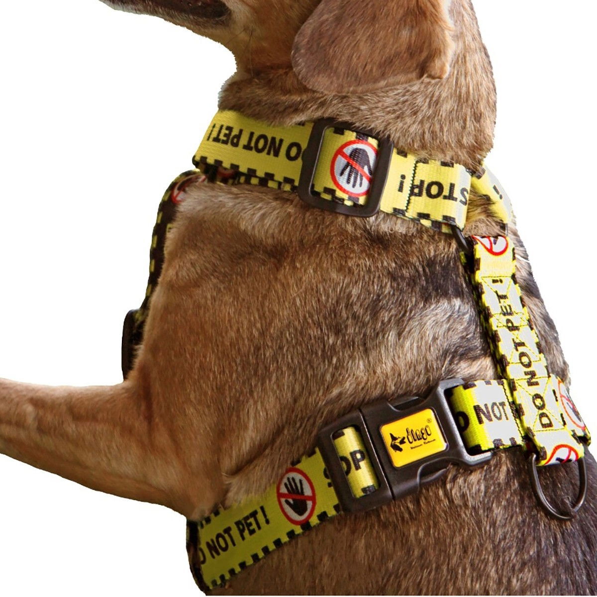 Dingo yellow harness Do Not Pet
