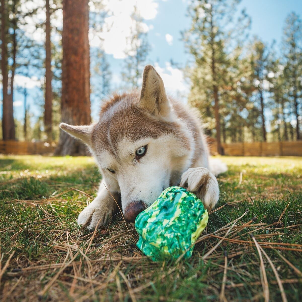 Ruffwear Morel™ 
