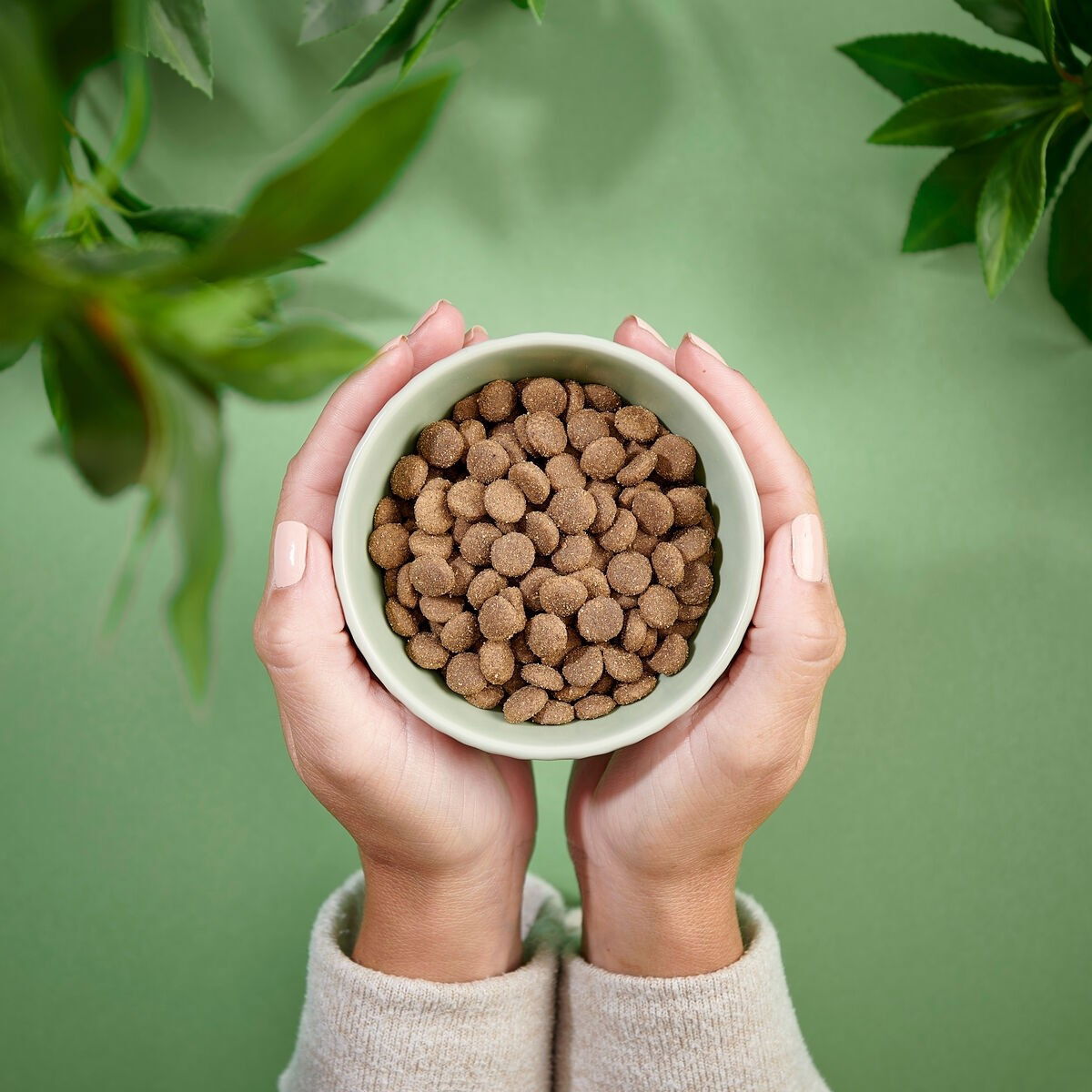 PN Cat Adult Sensitive Pork