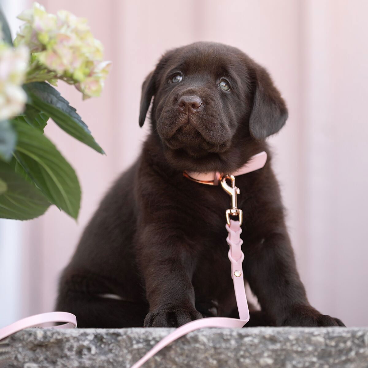 Tyylivoitto Braid leash, baby pink