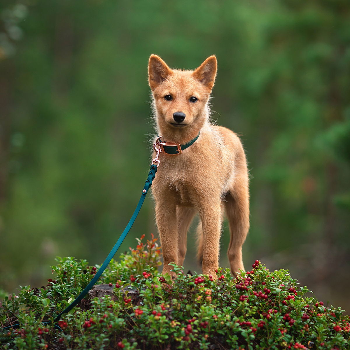 Tyylivoitto Classy narrow collar, emerald