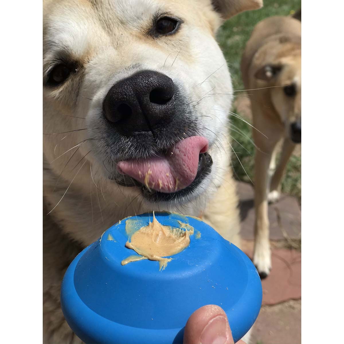 SodaPup Flying Saucer sininen