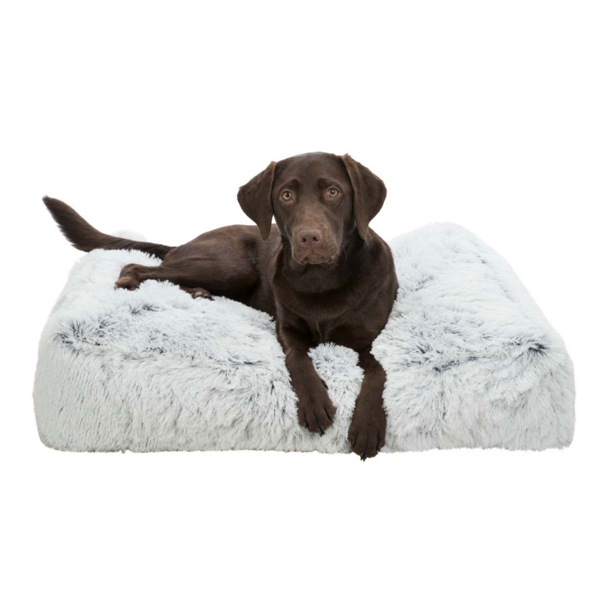 Peti Trixie Harvey valkoinen