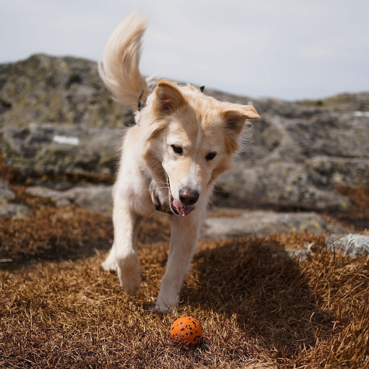 Non-Stop Dog ball
