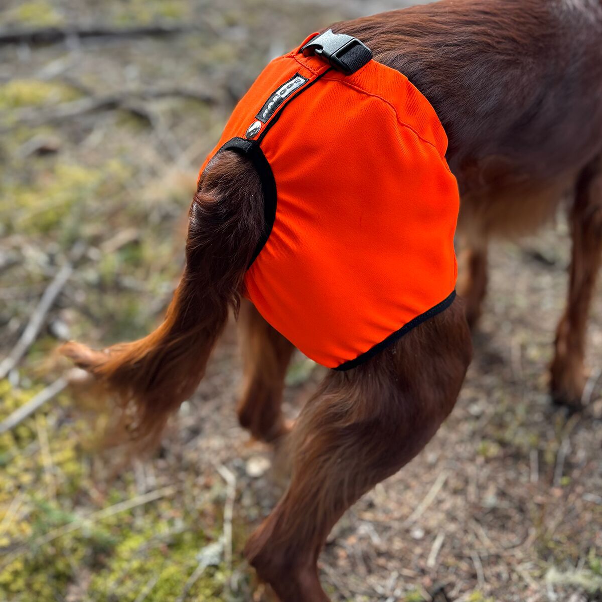 Koiran kivessuoja Kaapo, Kardog
