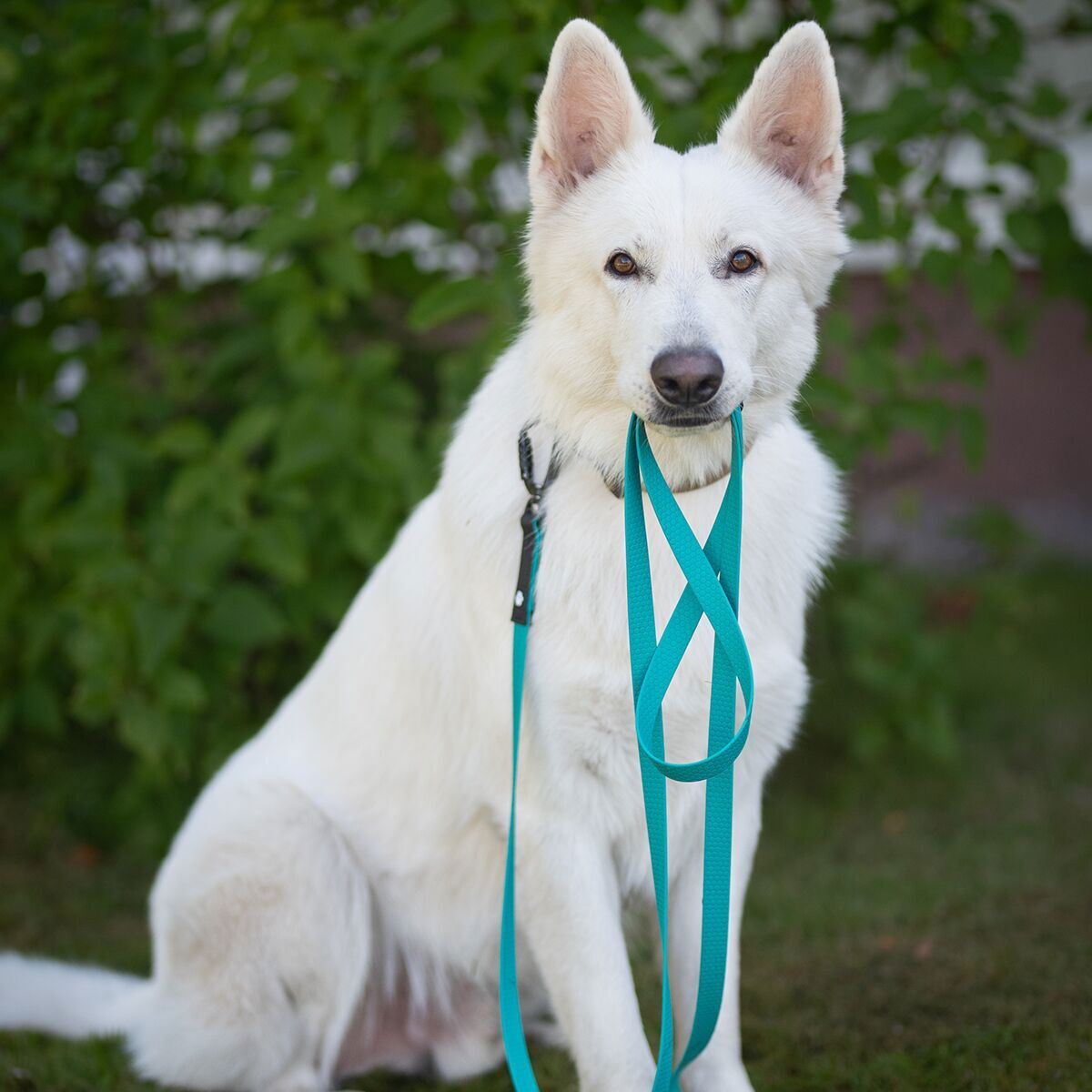 Salmiakkitassu hexa leash with twistlock 3m