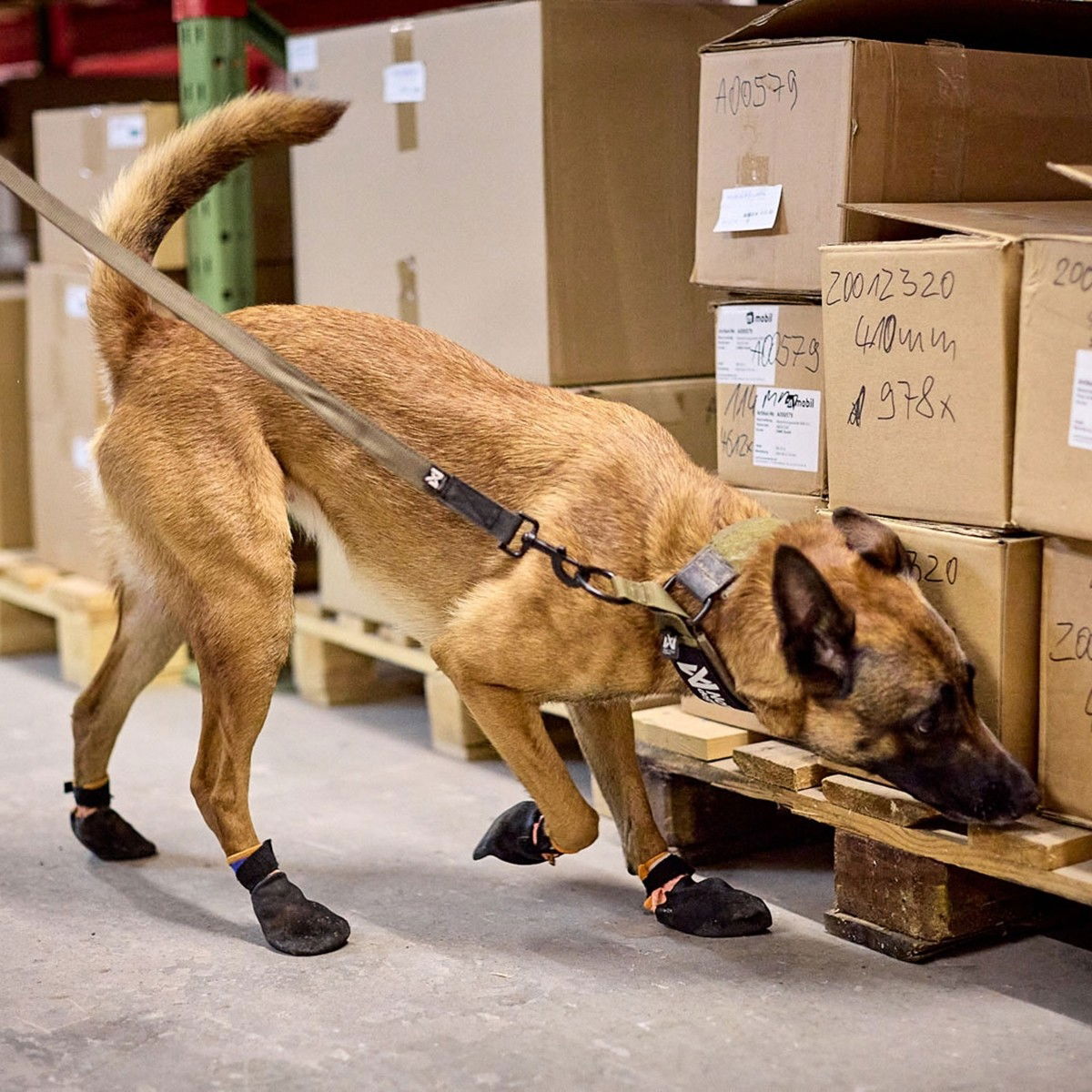 Non-stop Solid WD kaulapanta oliivi