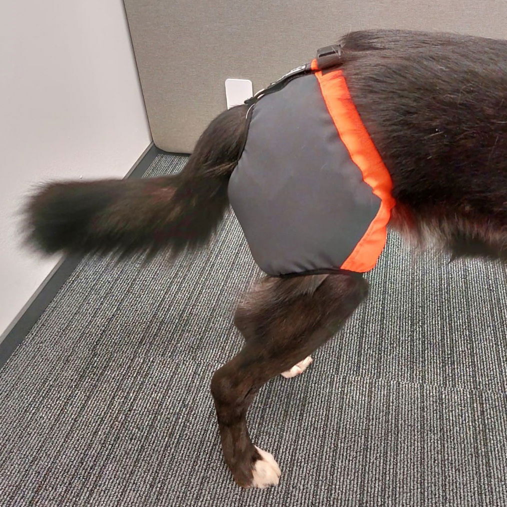 Koiran kivessuoja Kaapo, Kardog