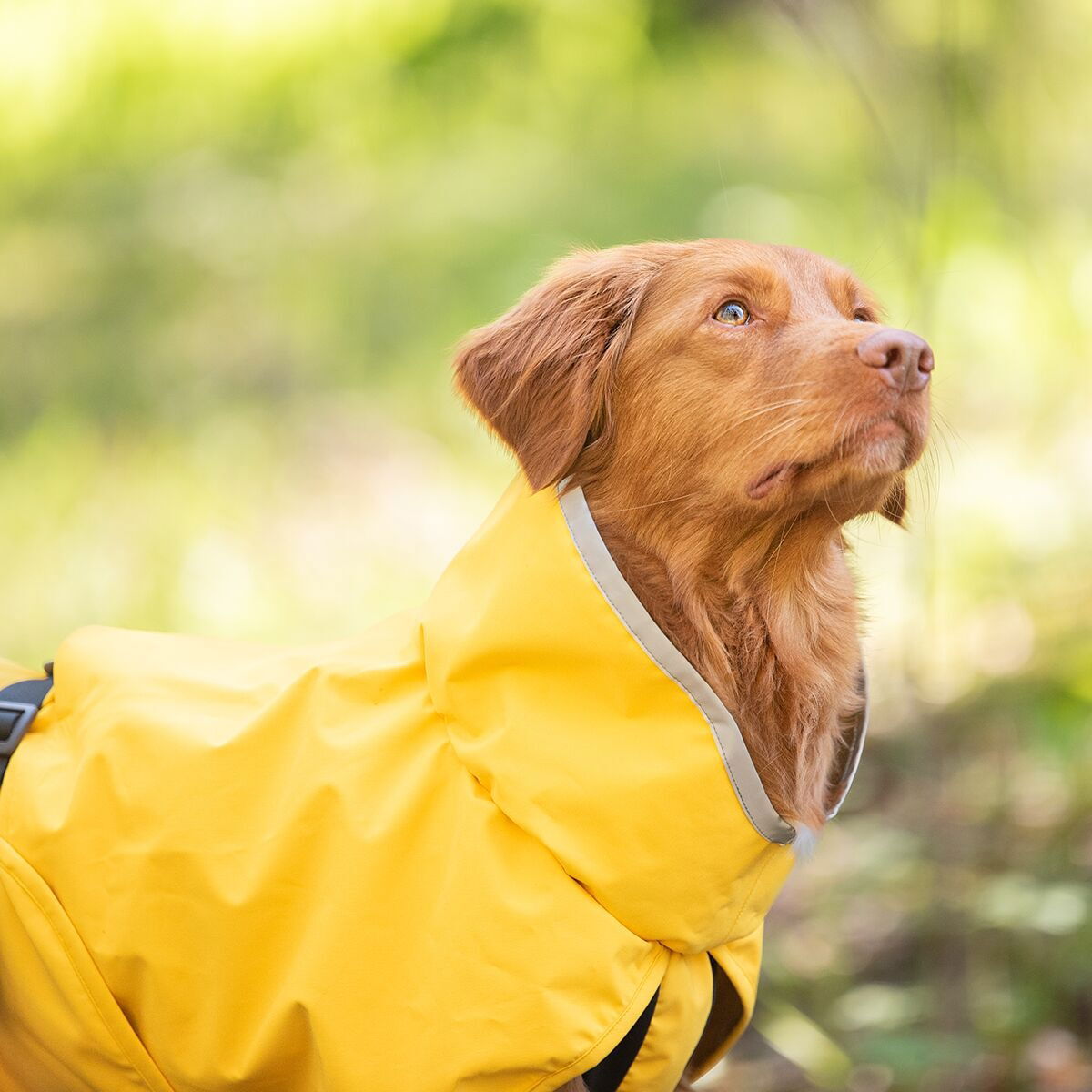 KuoriPomppa Lemonade