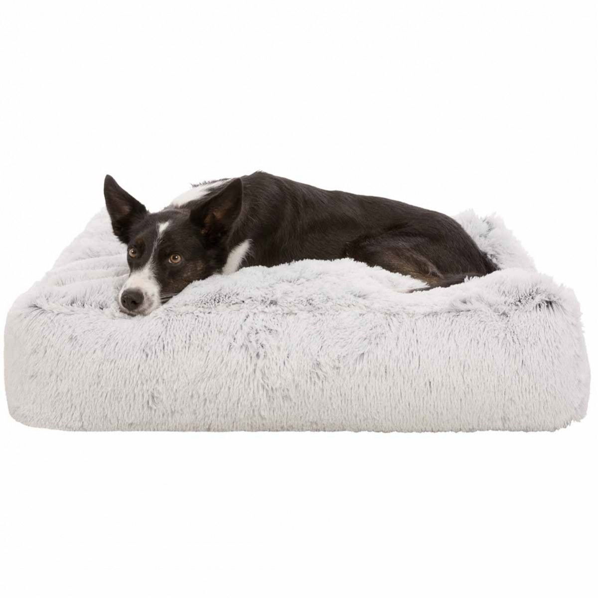 Peti Trixie Harvey valkoinen