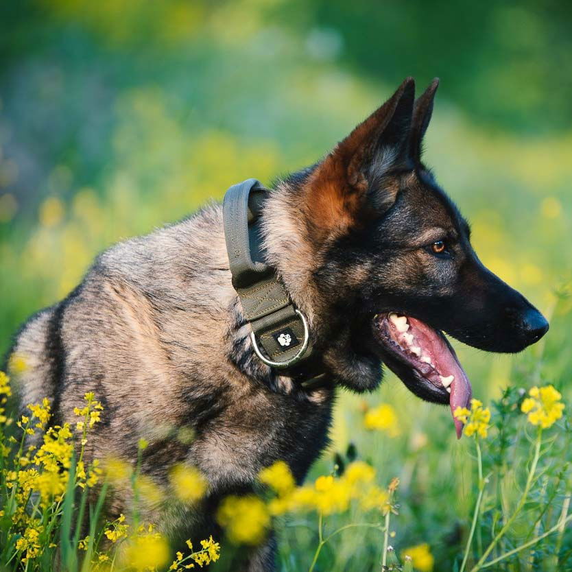 Salmiakkitassu Cobra-kahvapanta 50 mm, oliivi