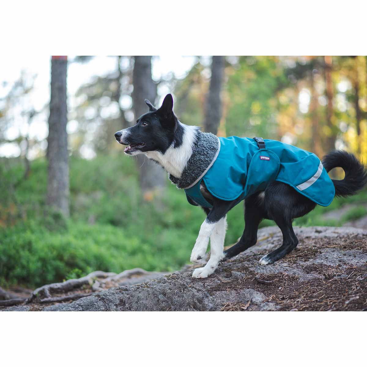 PerusPomppa koiran takki, petrooli
