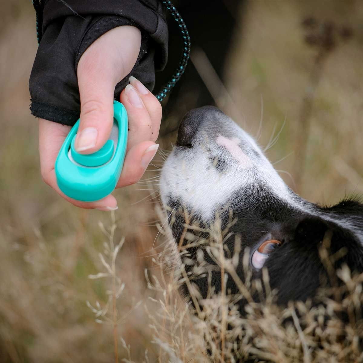 Pro Dog Multi naksutin äänisäätö