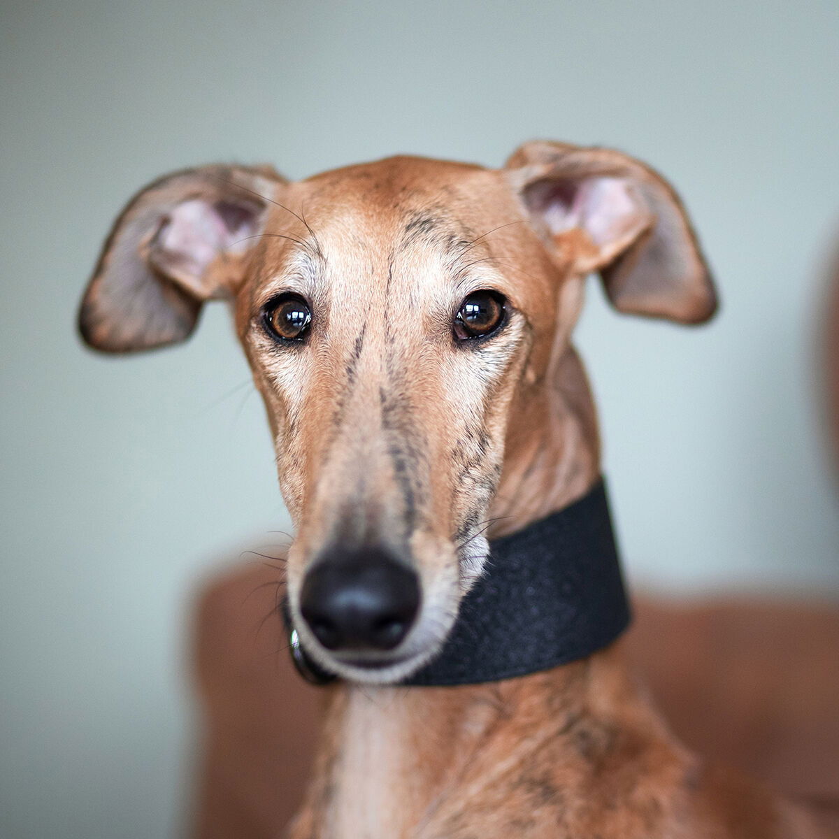 Collar of Sweden Black Glitter Collar Wide