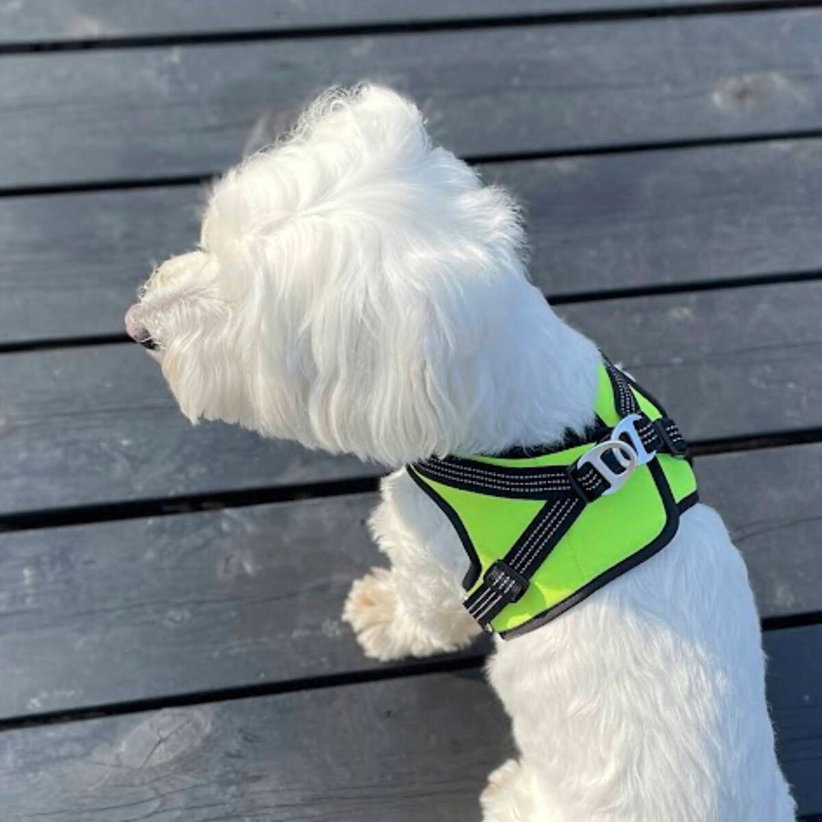 FinNero Hali vest harness