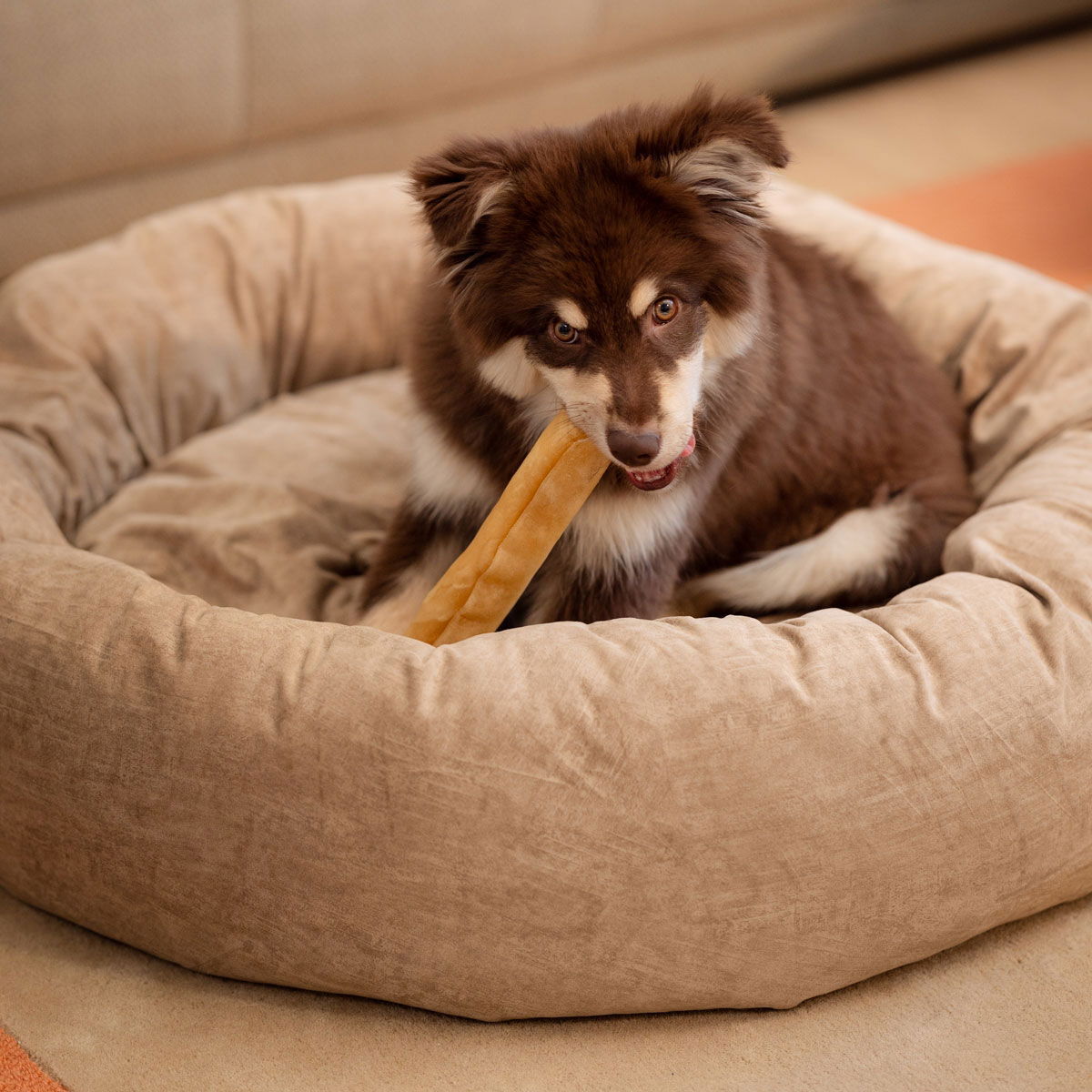 Scruffs Oslo donitsipeti beige