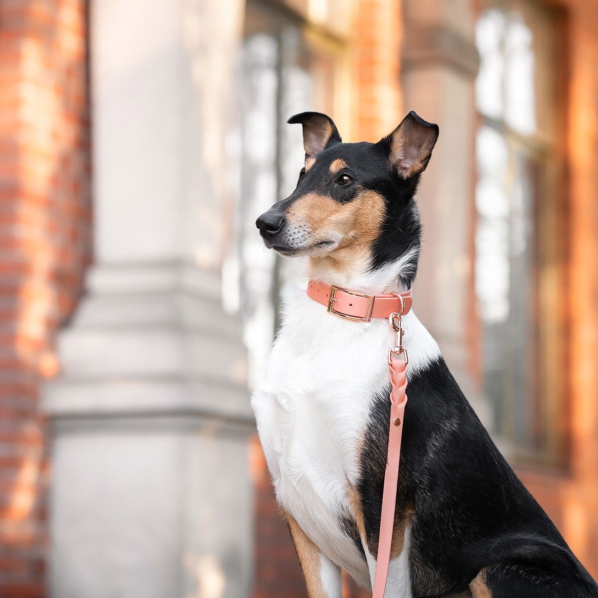 Tyylivoitto Braid talutin, persikka/ruusukulta