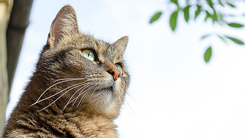 kissa